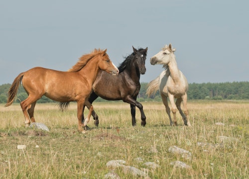 Paard