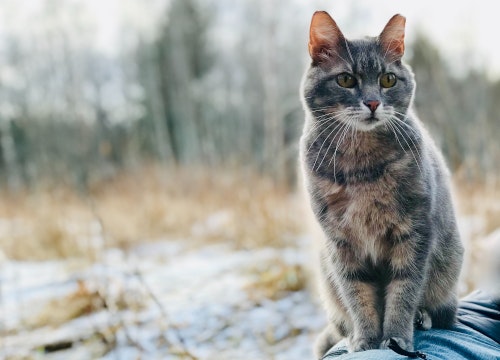 Kat