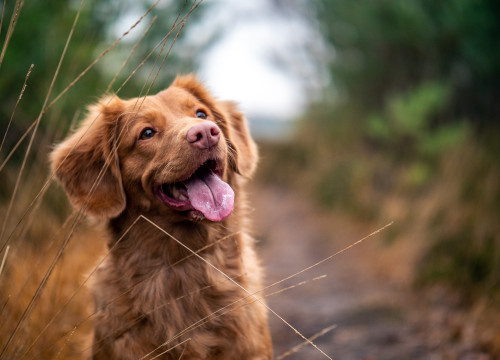 Hond
